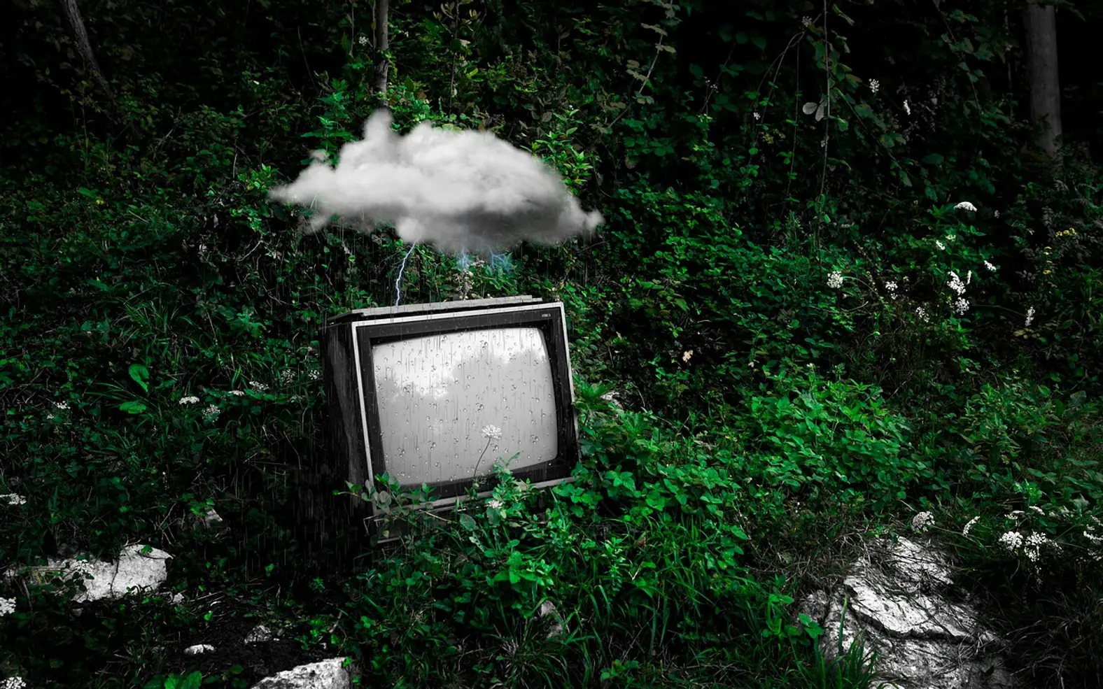 Tv, forest and plants